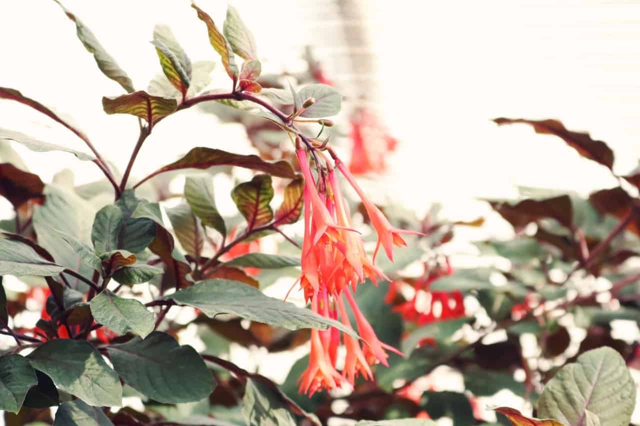 Close-up of orange honeysuckles.