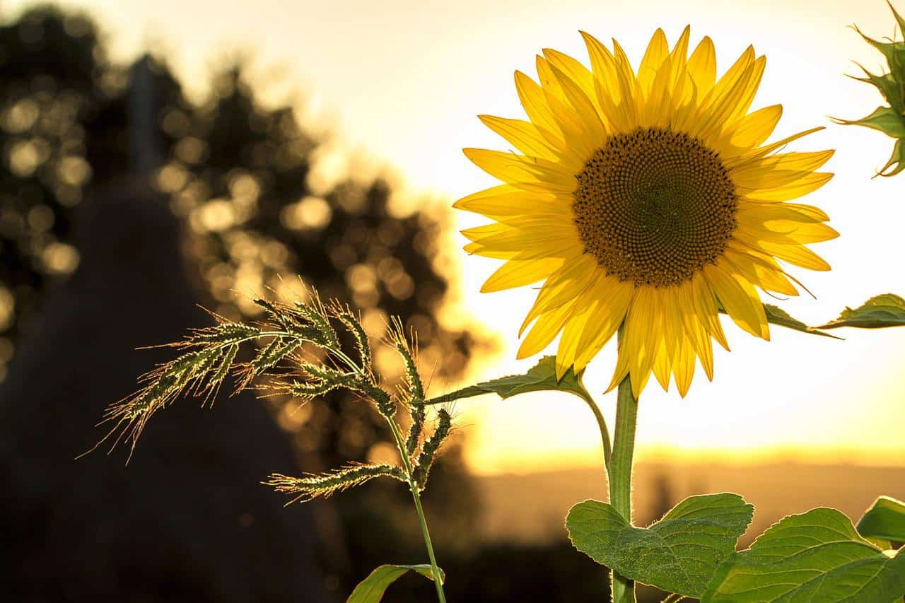 Sunflower during sunset.