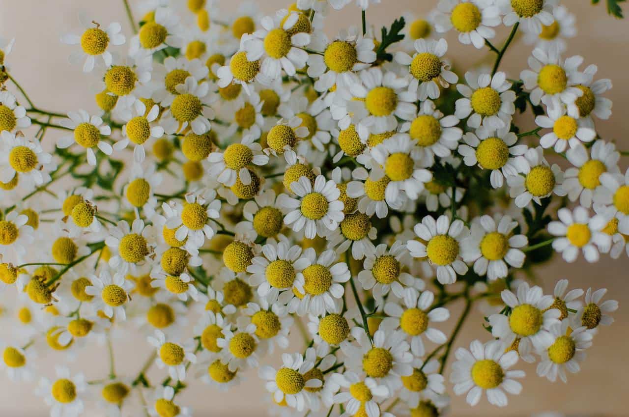 Chamomile flowers in bloom.