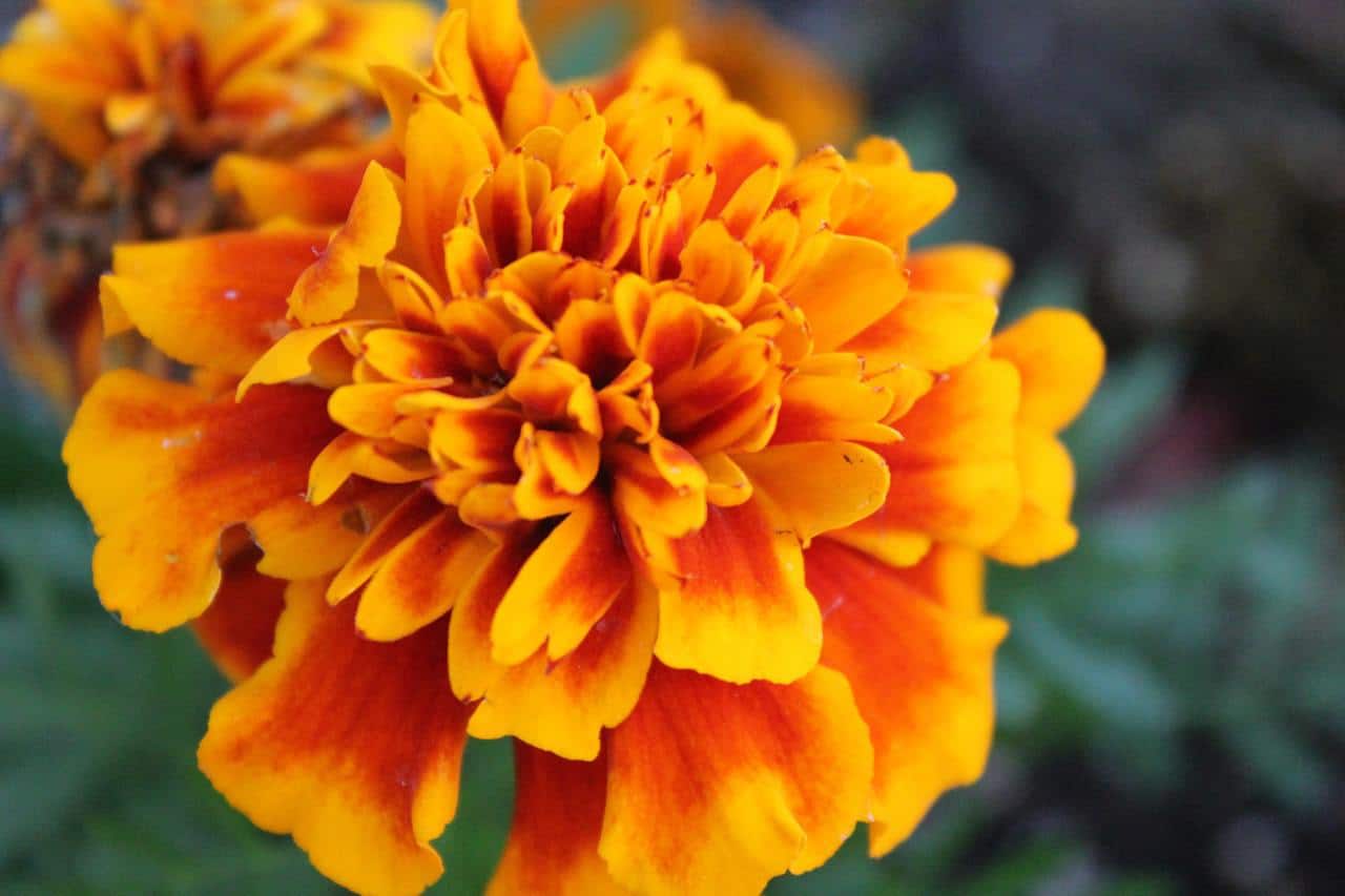 Close-up photo of Marigold flower.