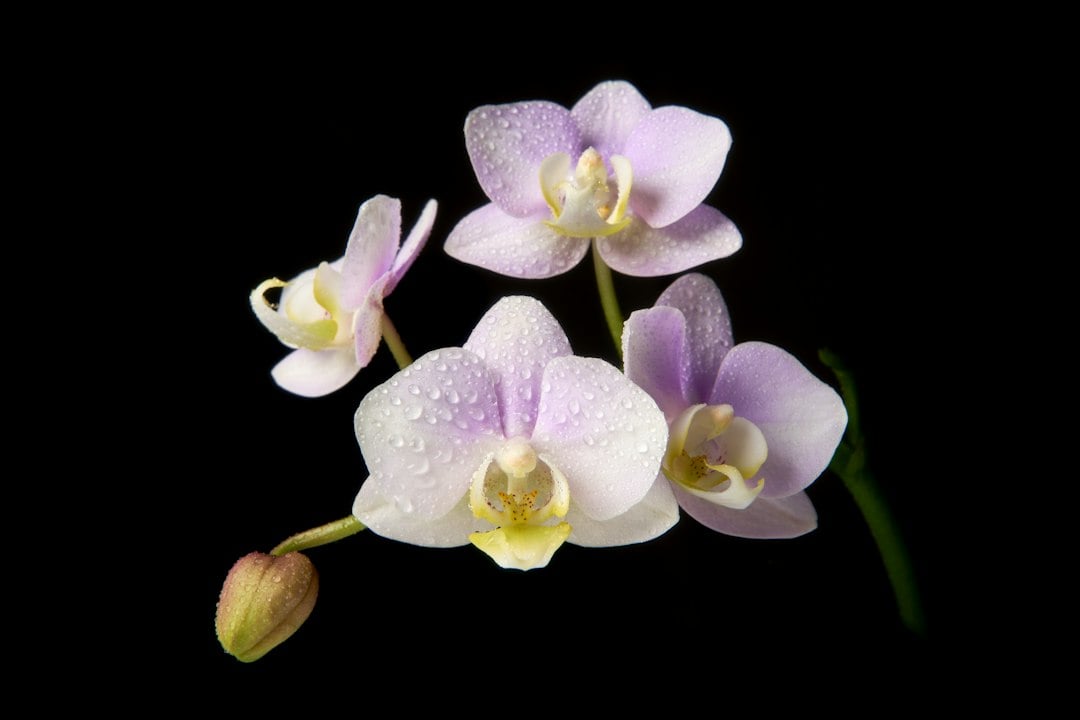 Purple orchid flowers for an edible cocktail garnish