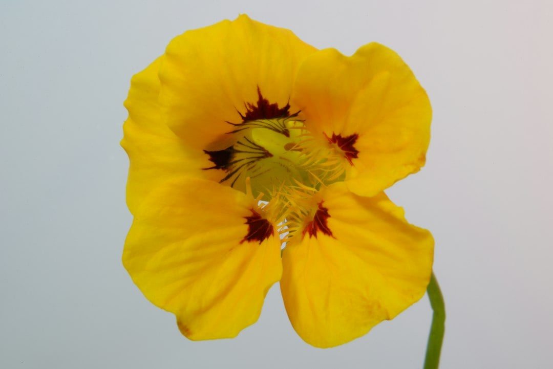Orange nasturtium flower for an edible cocktail garnish